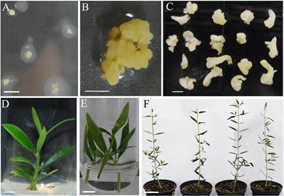 Usage of the Heterologous Expression of the Antimicrobial Gene afp From Aspergillus giganteus for Increasing Fungal Resistance in Olive